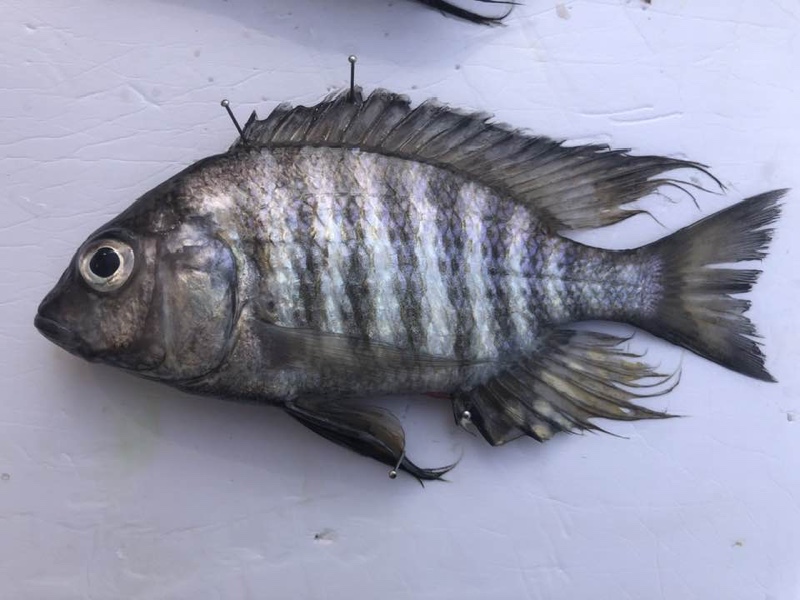 Lethrinops microdon 'Karonga'